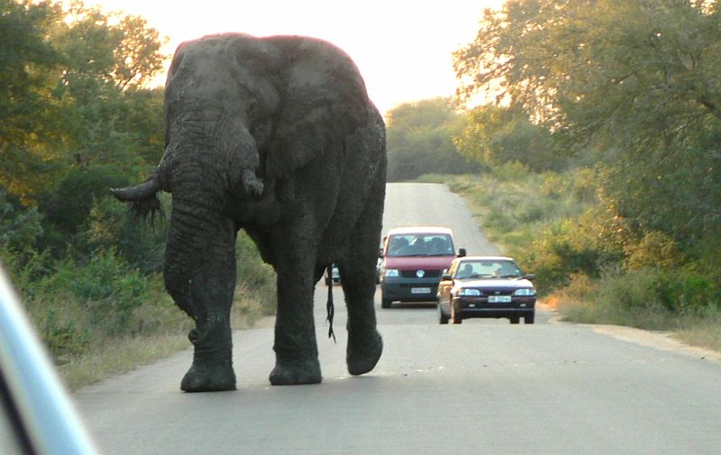 JAR 334_slon_spin.JPG - Zde již nám otrnulo, Kroci mi vyčetl, že jsem ho při předjížděcím manévru nevyfotil z blízka, tak jsem mu odvětil, že mi měl přibrzdit. Teď už jsme se jen bavili, jak se ostatní auta snaží provést předjížděcí manévr.